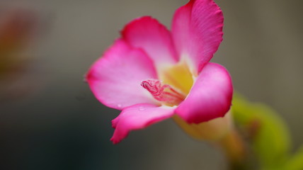 Fototapeta na wymiar Flower