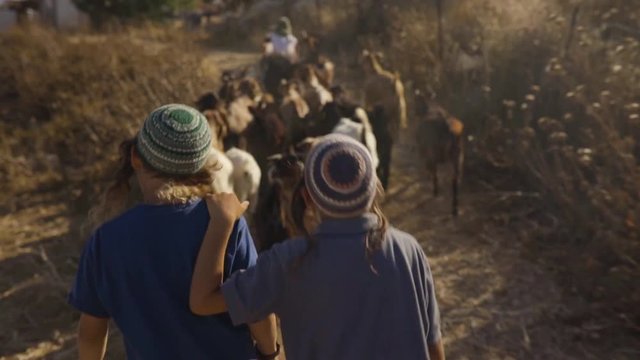 Little Jewish Shepherd Kids Taking the Goat Herd For Grazing in Their Settlement in West Bank