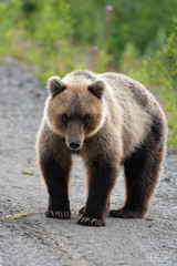 Full-length portrait of terrible hungry Kamchatka brown bear (Ursus arctos piscator) standing, heavily breathing, sniffing and looking at camera. Kamchatka Peninsula, Eurasia, Russian Far East