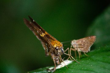 butterfly on leaf