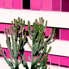 Cactus. Cactus lover concept.  Canary Island