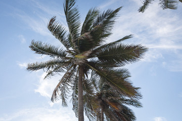 Fototapeta na wymiar palmeras con cielo azul y nubes blancas 