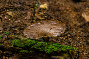 mushroom in forest