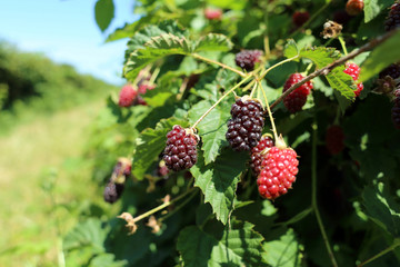 Berries growing on the vine at a berry farm on a sunny.