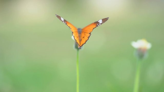 Slow motion butterfly flying on flower, orange beautiful butterfly insect and yellow and white petal flower in grassland or pasture