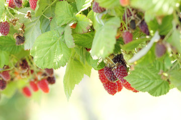 Berries growing on the vine at a berry farm on a sunny.