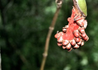 Frutos Rojos