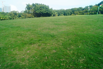 Lawns, plants and trees