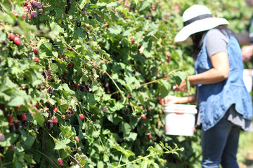 Harvesting berries at a You-Pick farm on a sunny day.