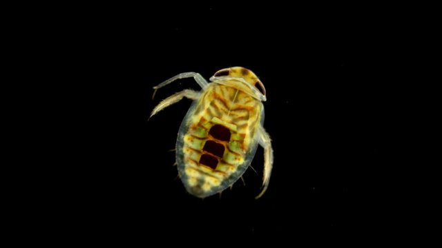 adult larva of the water bug Notonecta glauca under a microscope, lives mainly in ponds and rivers, can fly, does it at night, is a predator, the larva feeds on plankton, and an adult can even attack