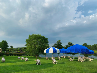 shade umbrellas at golden hour on grass with stacked chairs next to a pond - horizontal