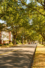 Cars/vehicles parked and driving on suburb neighborhood street avenue with large trees along sidewalk forming a canopy shade overhead. Residential two way traffic road.