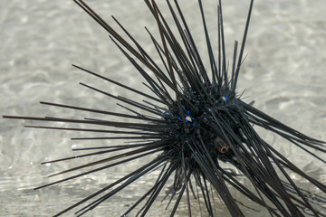 black sea urchin lying in the sand at low tide