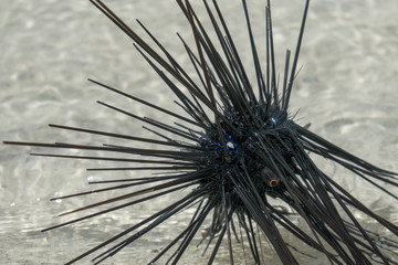 Fototapeta premium black sea urchin lying in the sand at low tide