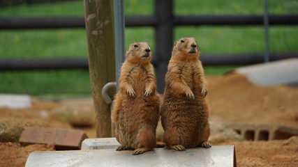 group of meerkats in zoo