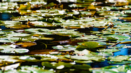 Lotus leaves floating on surface of pond water. Selective focus on green, yellow, brown color lily pads with blurred foreground and background on sunny day. Natural environment.