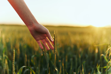 wheat in hands