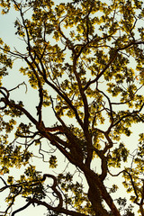 Abstract nature patterns of autumn/fall season tree leaves and branches against blue sky at sunset/sunrise.