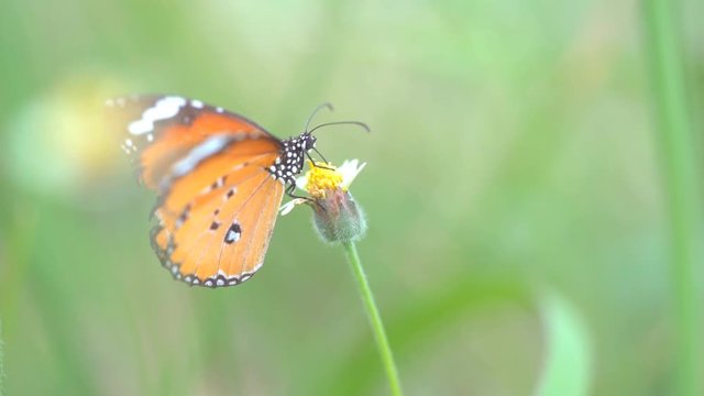 Slow motion butterfly flying on flower, orange beautiful butterfly insect and yellow and white petal flower in grassland or pasture