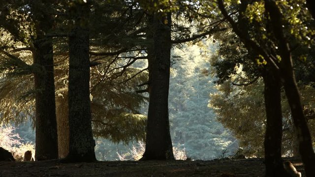 Azrou forest in morocca atlas.