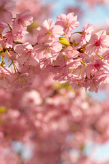旧中川の河津桜　東京都江戸川区平井