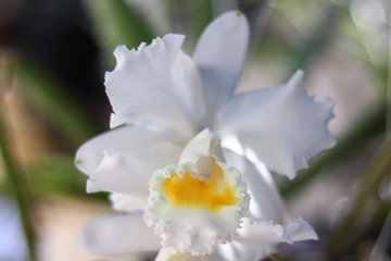 Fototapeta na wymiar closeup of white flower