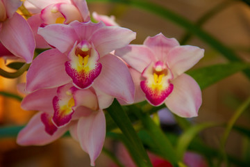 Fototapeta na wymiar Pink Orchid flower are blooming in the garden so very beautiful.
