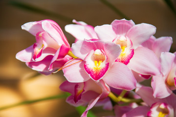 Obraz premium Pink Orchid flower with sun light are blooming in the garden so very beautiful.