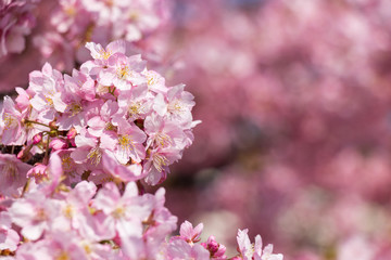 旧中川の河津桜　東京都江戸川区平井