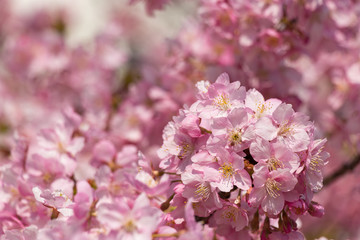 旧中川の河津桜　東京都江戸川区平井