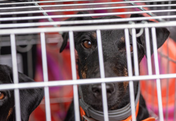 Small black sad dog in the kennel