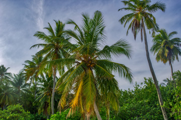 This unique photo shows a coconut palm photographed from the bottom up. This picture was taken in the Maldives