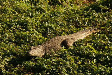 Cuban crocodile. wild crocodile in the bush