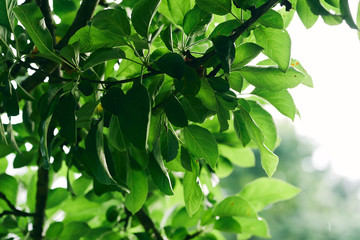 green leaves of a tree