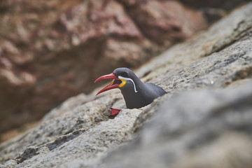 Rocks, birds and beach shore in Viña del Mar, Chile
