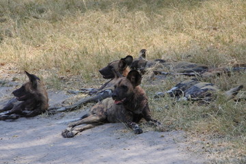 wild dogs