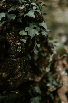 Mossy tree with green ivy leaves on blurred background