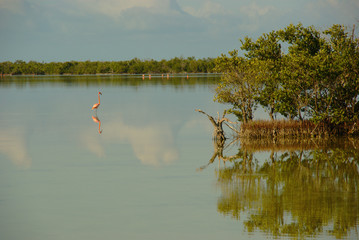 mangrove landscape. mangrove swamps of Zapata National Park  in Cuba.