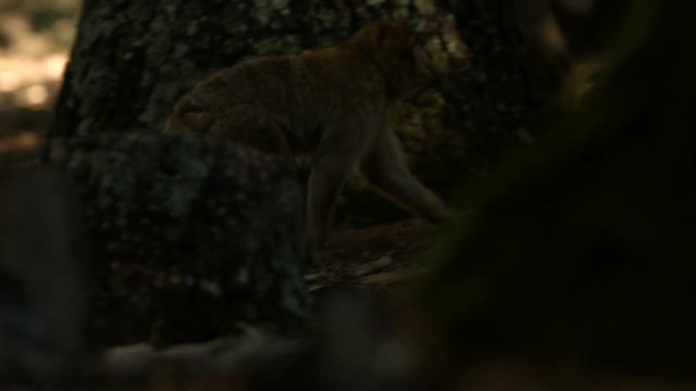 Macaque monkey in Azrou forest, Moroccan atlas.