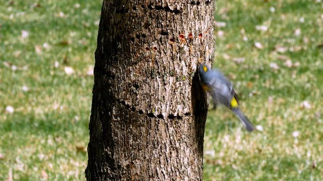 Yellow-rumped Warbler, Dendroica coronata, on bark of tree trunk. Also known as Myrtle Warbler and Audubon's Warbler.