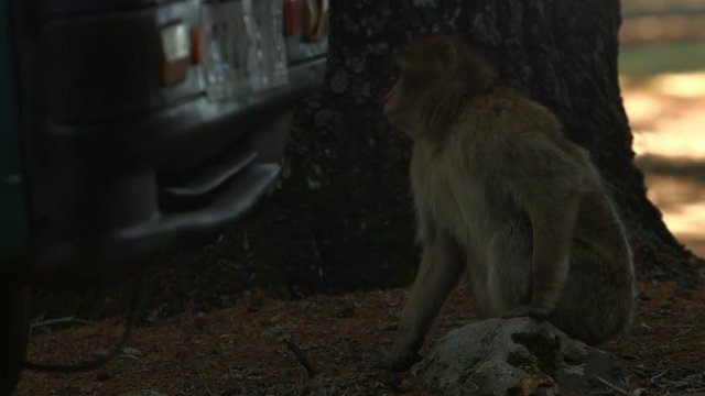 Macaque monkey in Azrou forest, Moroccan atlas.