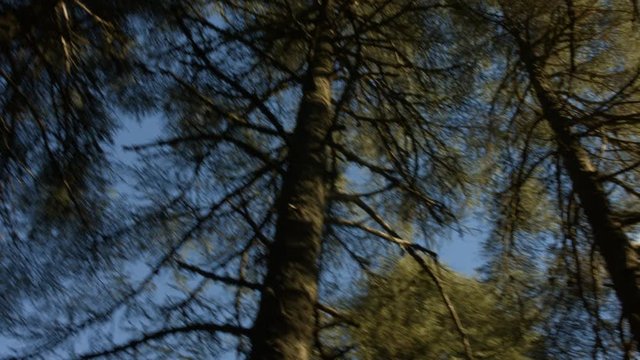 Azrou forest in morocca atlas.