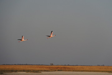 flamingos flying in the sky
