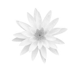 White gray lotus flower isolated on white background, soft focus and clipping path.