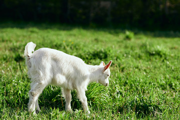 Naklejka na ściany i meble goat on green grass