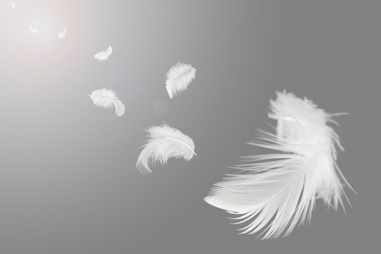 white feathers floating in the air.