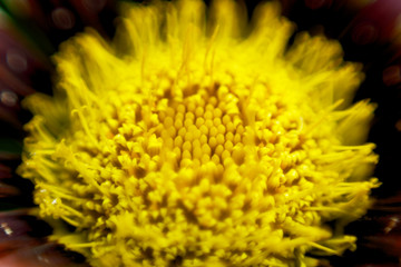 closeup of yellow flower