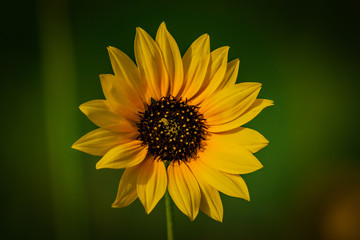 sunflower on black background