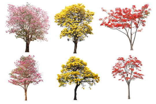 The collection set of isolated yellow, pink and red flower tree in spring and summer season for design purpose3