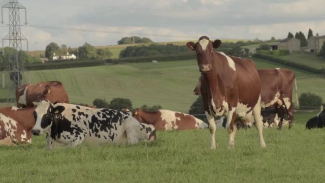 Herd of Friesian cow as one looks at camera